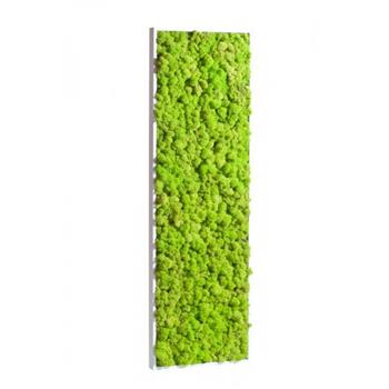 Mur végétal et plante stabilisée à Saint-Malo, Bretagne