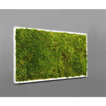 Mur végétal et plante stabilisée à Saint-Malo, Bretagne