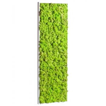 Mur végétal et plante stabilisée à Saint-Malo, Bretagne