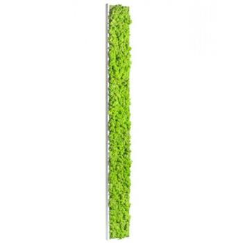 tableau-vegetal-stabilise-lichen-vert-citron-maxi-slim-170x18cm hoa deco 