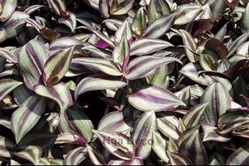 Mur végétal et plante stabilisée à Saint-Malo, Bretagne