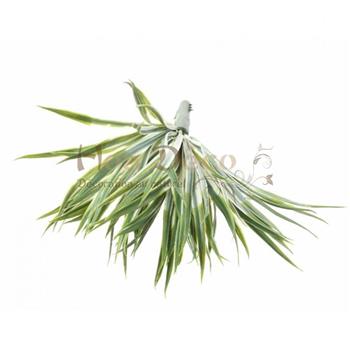 yucca-golden-sword hoa deco