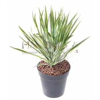 yucca-golden-sword hoa deco