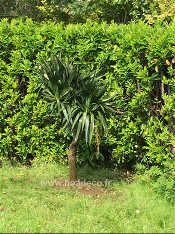 Yucca particulier miniac morvan design Hoa Déco green design