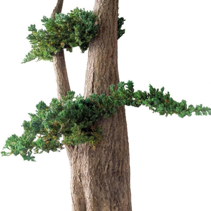 zoom-jumbo-juniperus bonsai hoa deco design art